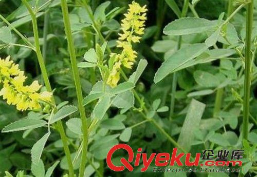實(shí)體店批發(fā)牧草種子 野苜蓿 草木樨黃花 產(chǎn)量高 優(yōu)質(zhì)高產(chǎn)適口性好原始圖片3