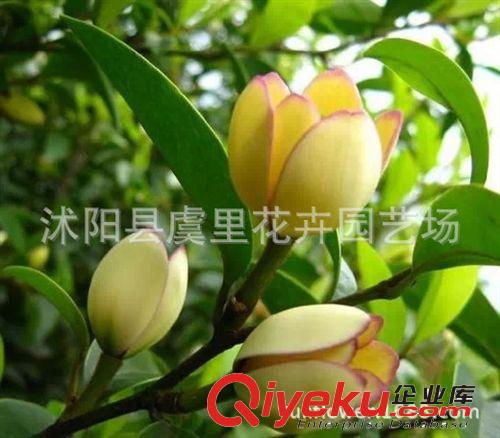 濃香花卉 含笑花苗 含笑花盆栽 香味持久 帶花苞發(fā)貨 當(dāng)年開花