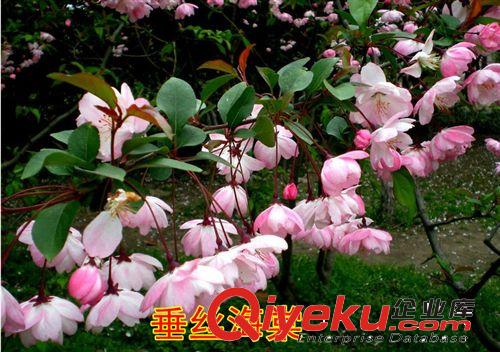 庭院花 垂絲海棠 花色艷麗 花姿優(yōu)美 庭院{zj0} 觀花綠植 2年苗