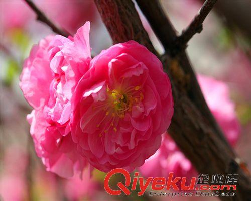 大花榆葉梅樹苗 榆葉梅盆栽 小花榆葉梅小苗 榆葉梅苗木學校工廠原始圖片2