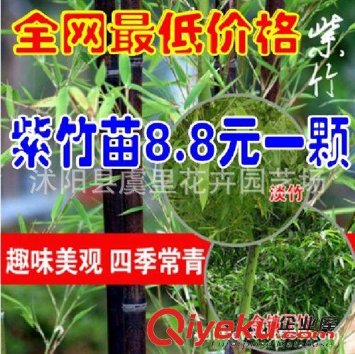 庭院觀賞竹子植物/紫色竹子苗/紫竹苗 趣味美觀 四季常青