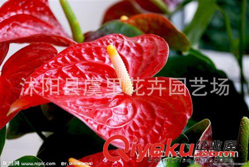 水培花卉綠植盆景 紅粉掌花苗 凈化空氣植物 辦公室內桌面小盆栽原始圖片2