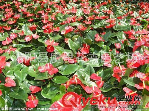 水培花卉綠植盆景 紅粉掌花苗 凈化空氣植物 辦公室內桌面小盆栽原始圖片3
