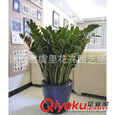 辦公室內(nèi)客廳吸甲醛觀葉植物 金錢樹 龍鳳木 中大型盆栽綠植花卉原始圖片2