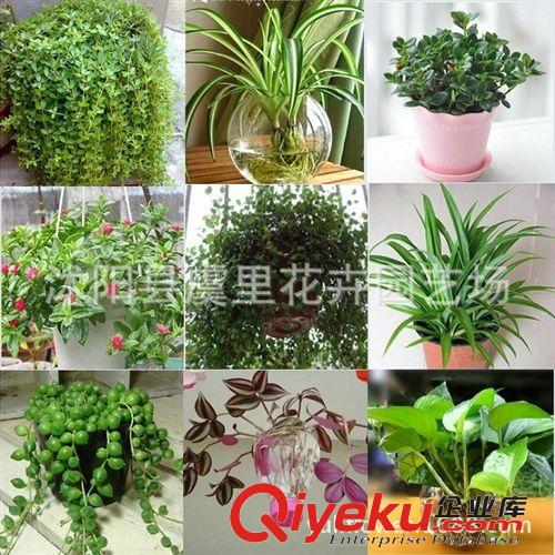 辦公室內(nèi)客廳吸甲醛觀葉植物 金錢樹 龍鳳木 中大型盆栽綠植花卉
