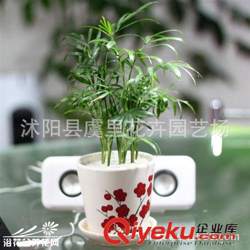 凈化空氣去甲醛 袖珍椰子桌面袖珍綠葉植物  辦公室盆栽 tj原始圖片2