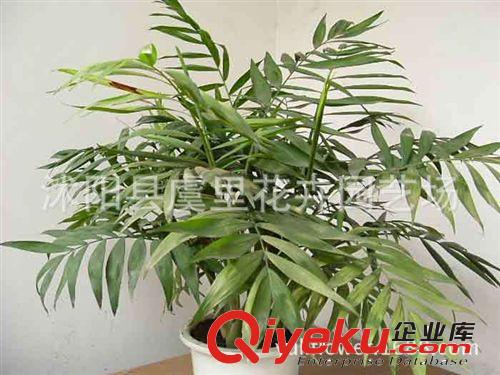 凈化空氣去甲醛 袖珍椰子桌面袖珍綠葉植物  辦公室盆栽 tj原始圖片3