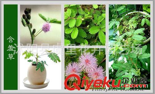 盆栽植物 神奇古怪草 含羞草 苗 害羞草 怕羞草 tj原始圖片2