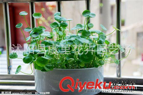 室內(nèi)水培植物銅錢草套裝含盆金錢草辦公室桌面小盆栽花卉綠植原始圖片3