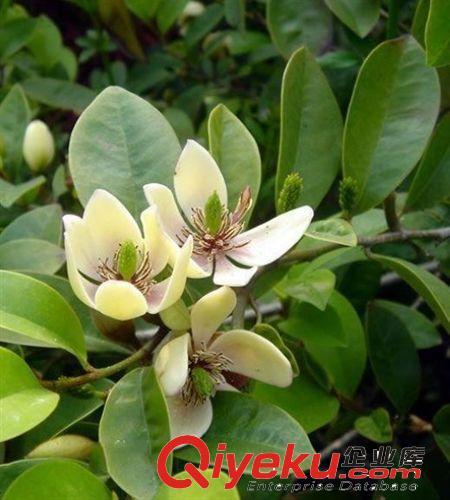濃香花卉【含笑花】香味獨(dú)特 世界{dy}香 盆栽花卉 含笑花苗原始圖片2
