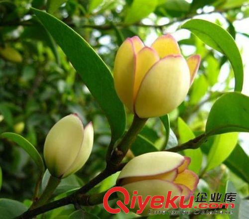 濃香花卉【含笑花】香味獨(dú)特 世界{dy}香 盆栽花卉 含笑花苗原始圖片3