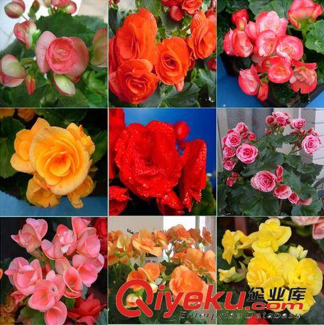 盆栽花卉 麗格海棠 玫瑰海棠 花苗 帶花出售 量大批發 海棠原始圖片2