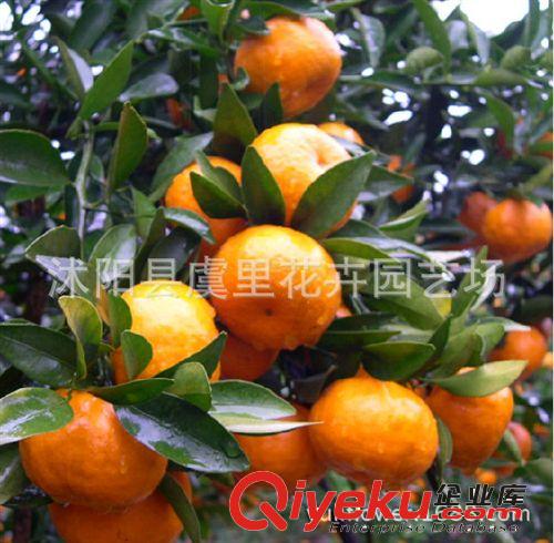 香椿樹苗 綠葉香椿苗 香椿樹 自種自吃 紅油香椿苗 盆栽香椿苗