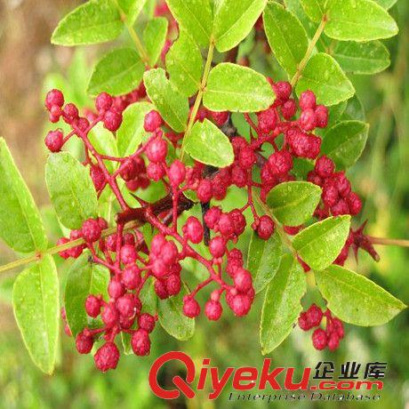 四川麻辣花椒苗 大紅袍花椒樹(shù)苗 花椒小苗批發(fā) 花椒大苗當(dāng)年結(jié)果原始圖片2