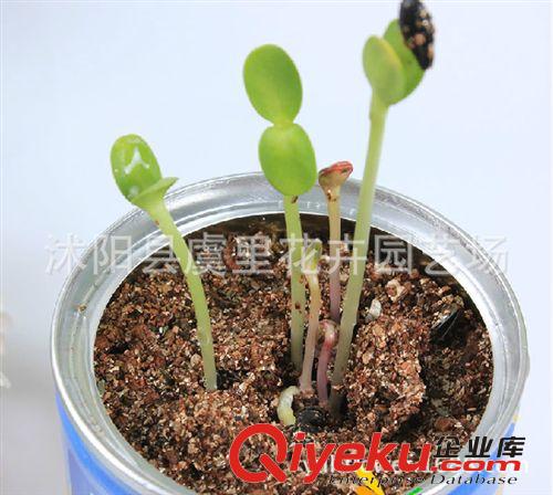 易拉罐植物 小花農(nóng) 創(chuàng)意迷你植物罐頭花 桌面盆栽辦公室種植栽培