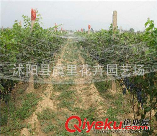 養(yǎng)鴨網(wǎng) 養(yǎng)鵝網(wǎng)養(yǎng)雞網(wǎng) 防護(hù)網(wǎng) 防鳥網(wǎng) 爬藤網(wǎng) 塑料網(wǎng)護(hù)欄網(wǎng)隔離網(wǎng)原始圖片3