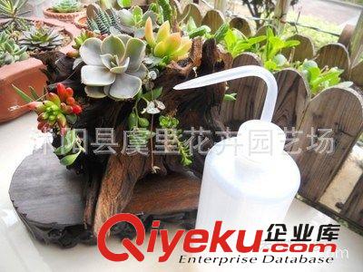 多肉 工具 澆水壺 促銷 包郵 專用尖嘴澆水瓶/澆水壺原始圖片3