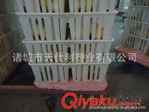 批發周轉箱 雞周轉箱  雛雞箱 雞苗運輸箱 周轉箱