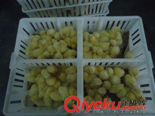 批發周轉箱 雞周轉箱  雛雞箱 雞苗運輸箱 周轉箱