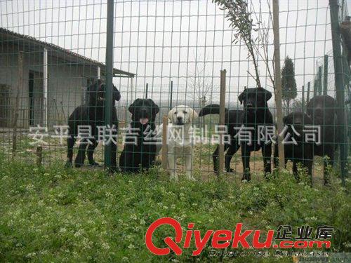 現貨低價批發浸塑養殖鐵絲網 波浪圍欄網 涂塑電焊網原始圖片2