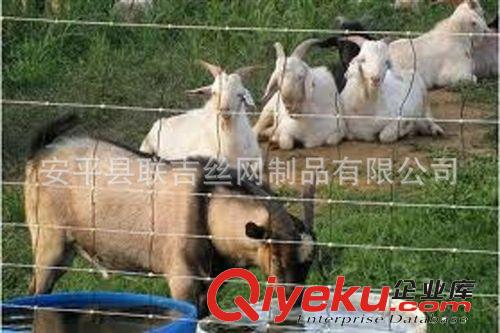 聯吉公司生產牛欄網 草原網 羊圈圍欄網 養殖隔離網