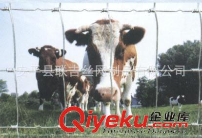 聯(lián)吉絲網(wǎng)專業(yè)生產(chǎn) 牛欄網(wǎng) 草原網(wǎng) 價格便宜質(zhì)量{zh0}