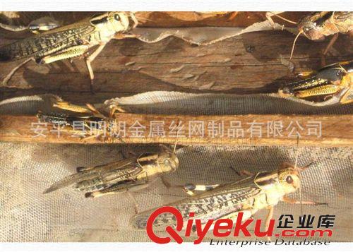 廠家直銷蝗蟲(chóng)養(yǎng)殖網(wǎng)原始圖片2