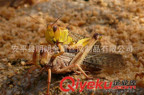 蔬菜大棚防蟲網 特價供應原始圖片2