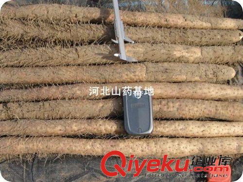 小白嘴白山藥 種植園出產
