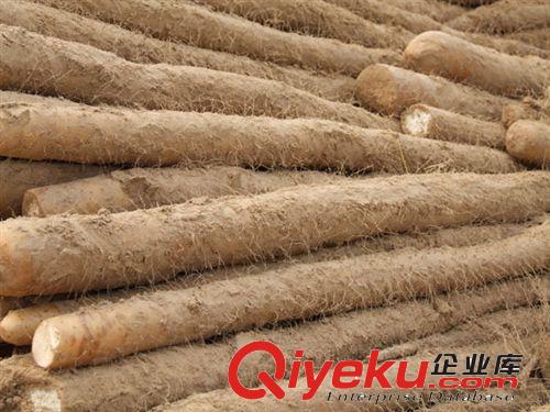 種植園直銷白山藥  小白嘴價格低廉