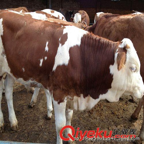 肉牛牛犢_肉牛價格_魯西黃牛_西門塔爾牛_{gjj}重點肉牛養殖場