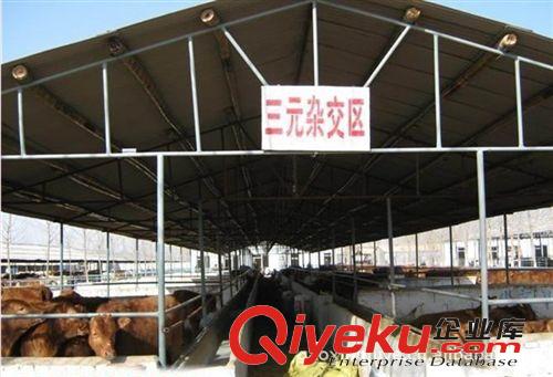 三元雜交牛優質  盡在 山東高鑫牧業原始圖片2