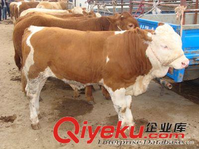 牛 牛 牛 肉牛純種優質盡在 山東高鑫牧業