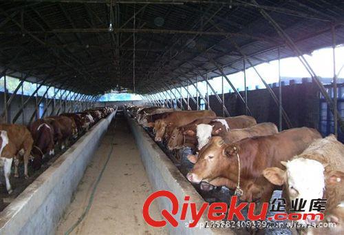 牛 牛 牛 肉牛純種優質盡在 山東高鑫牧業
