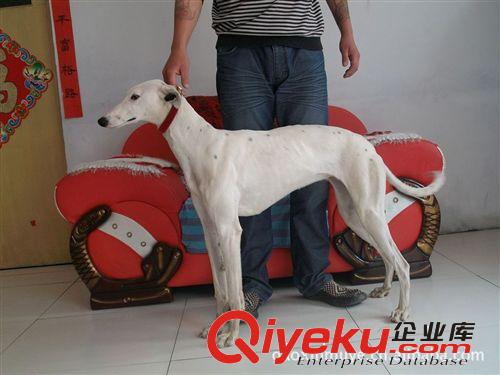 1-2年的純種優(yōu)質(zhì)格力犬.靈緹犬.細犬.惠比特犬山東高鑫牧業(yè)