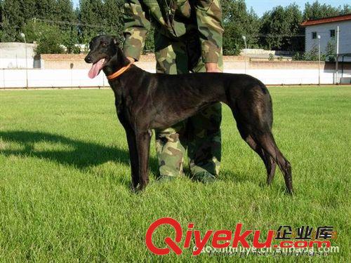 3-6個(gè)月的靈緹犬.格力犬.細(xì)犬.惠比特犬.純種優(yōu)質(zhì)在山東高鑫牧業(yè)原始圖片2