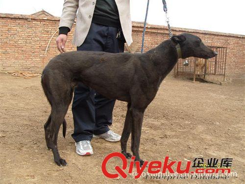 3-6個(gè)月的靈緹犬.格力犬.細(xì)犬.惠比特犬.純種優(yōu)質(zhì)在山東高鑫牧業(yè)原始圖片3