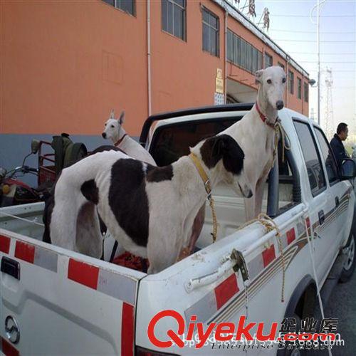 格力犬速度快耐力強(qiáng)轉(zhuǎn)彎靈活百發(fā)百中