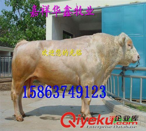 供應(yīng)夏洛萊肉牛 夏洛萊黃牛肉牛 架子夏洛萊肉牛 歡迎來電咨詢