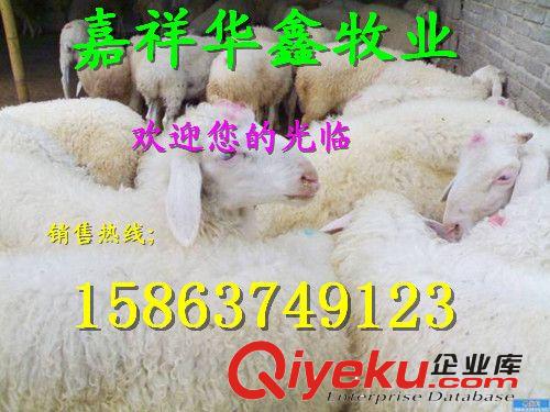 山羊養殖基地 常年免費提供小尾寒羊   種羊