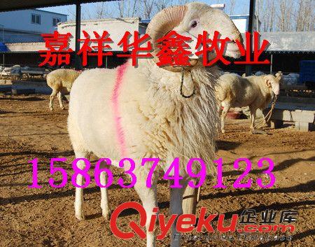 山羊養殖基地 常年免費提供小尾寒羊   種羊