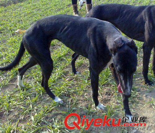 山東大型格力犬馴養(yǎng)基地常年出售各種狗狗獵犬