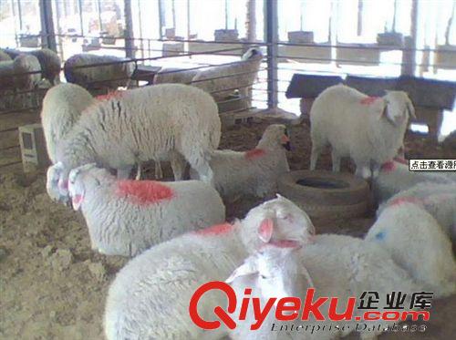 養殖什么羊賺錢 優質小尾寒羊養殖效益好原始圖片2