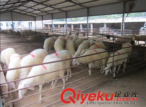 養殖什么羊賺錢 優質小尾寒羊養殖效益好原始圖片3