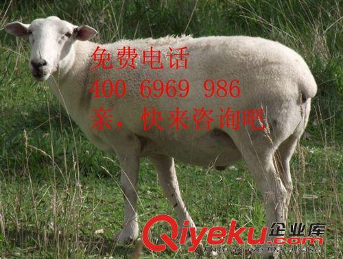 承德小尾寒羊育肥2014年扶貧項目選AAA級小尾寒羊育基地原始圖片2