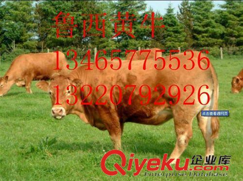 牛苗養(yǎng)殖 牛苗飼養(yǎng)成本 牛苗養(yǎng)殖效益山東{zd0}養(yǎng)牛場