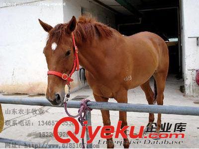 銷售伊犁馬 伊犁馬{zx1}價(jià)格 伊犁馬養(yǎng)殖場