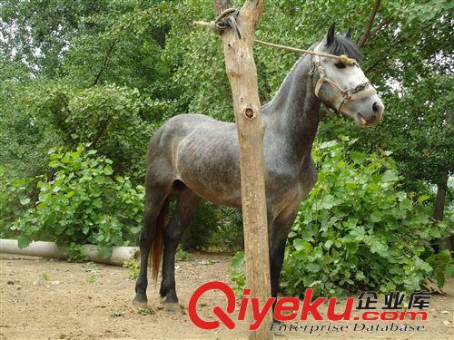 zzy的養(yǎng)馬場(chǎng),純種騎乘馬價(jià)格優(yōu)惠中!