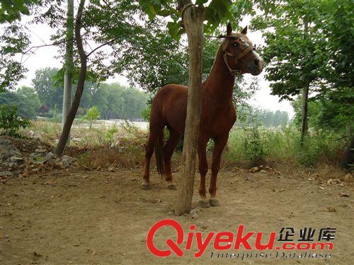 zzy的養(yǎng)馬場(chǎng),純種騎乘馬價(jià)格優(yōu)惠中!