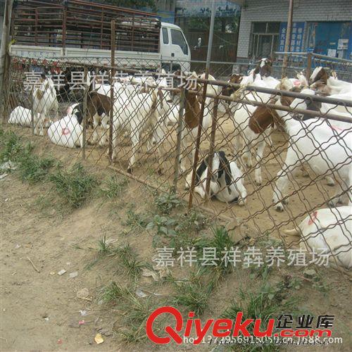 出欄 波爾山羊 純種 公羊 3--5代波爾山羊 羊苗原始圖片2